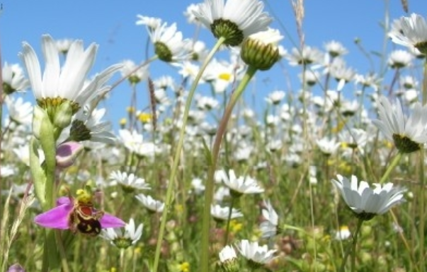 A bee orchid flowering among ox-eye daisies in a wildflower meadow
