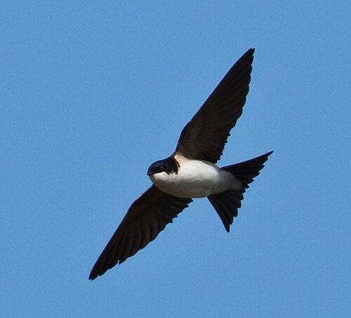 A house martin in flight, dark blue above and pure white below