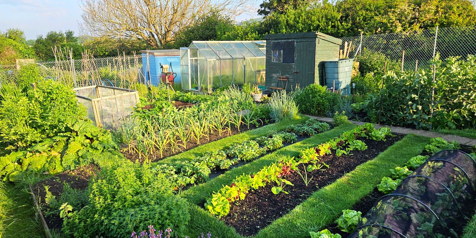 A well-tended Swanage allotment with rows of lettuce, garlic and strawberries, a greenhouse and a shed