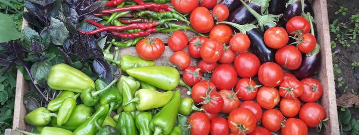 A wooden crate of freshly picked tomatoes, peppers, chillies, aubergines and basil