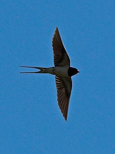 A swallow seen from below in flight, with its long tail streamers spread