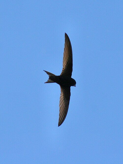 A swift in flight, dark all over, with long curved wings