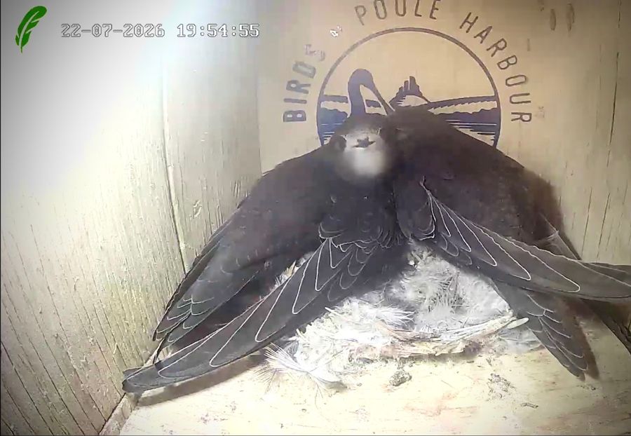 An adult swift spreading its long wings over the chicks in the nest box