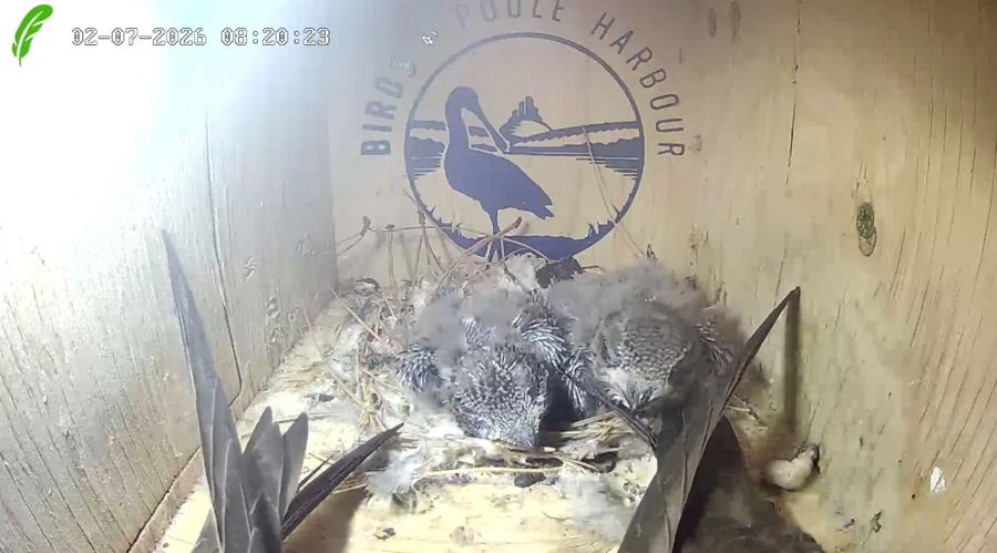 Two downy swift chicks in the nest, with a parent's long wing beside them