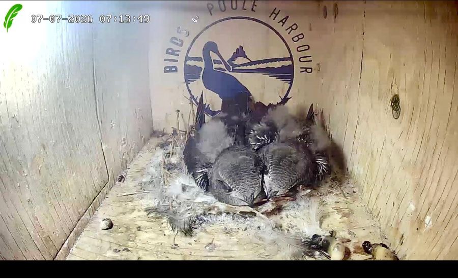 Swift chicks huddled together in the nest box, growing their first feathers
