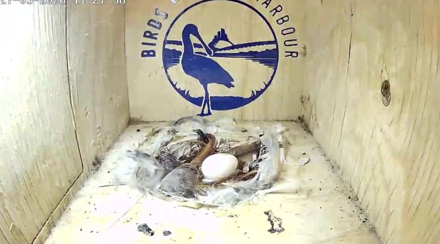 A single white swift egg in a nest of feathers inside a wooden nest box