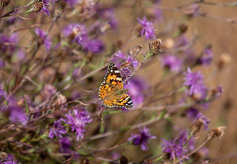 A painted lady butterfly feeding on common knapweed on Swanage Downs