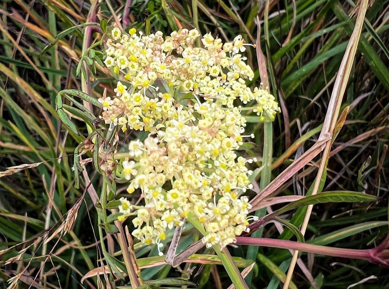 Pepper saxifrage flowering on the Downs