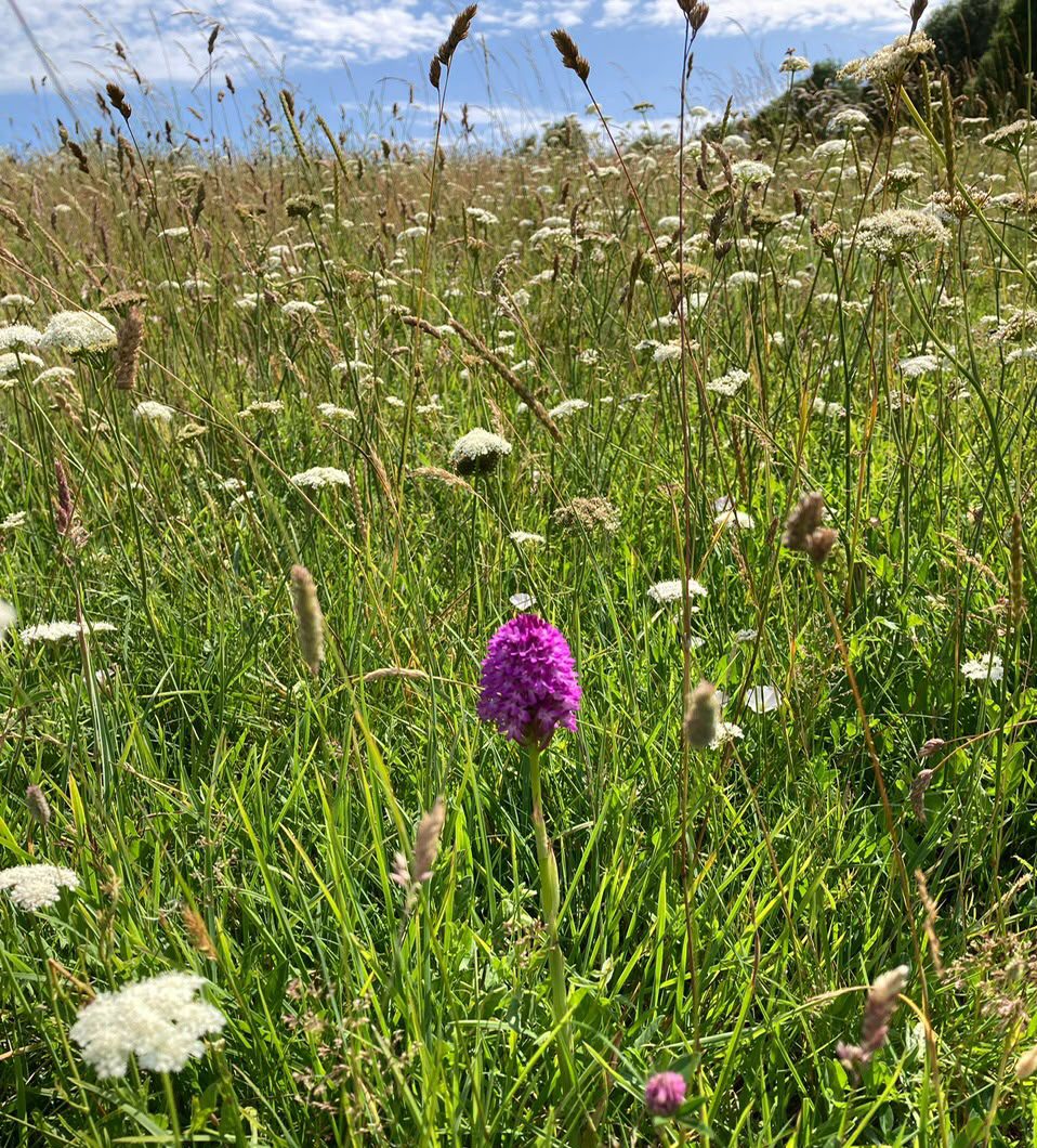 A pyramidal orchid in flower on the Downs