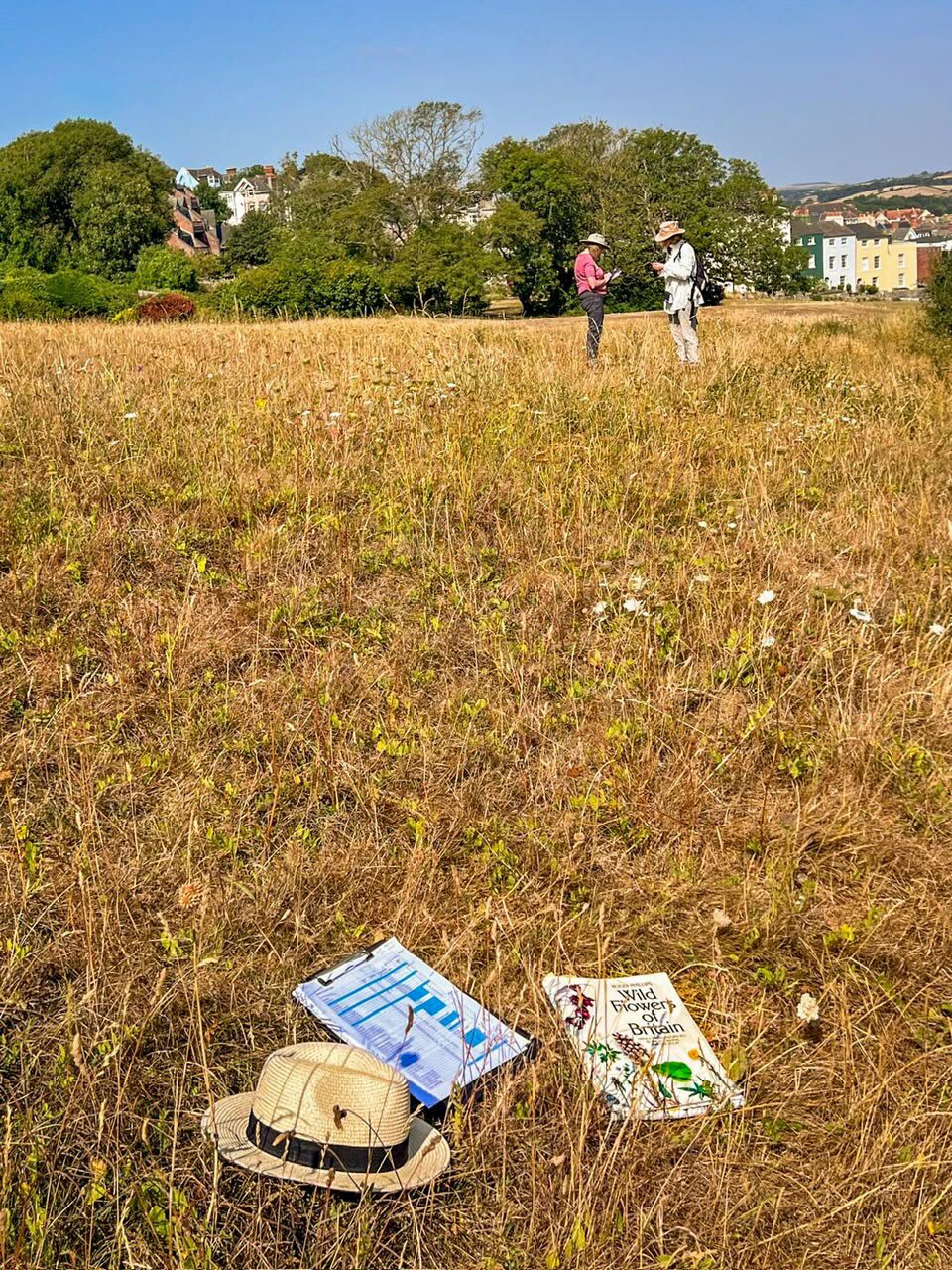 Wildflower Survey Group volunteers at work on the Downs