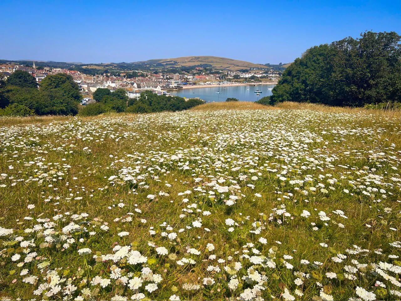 Wild carrot in flower on the Downs, looking across Swanage Bay