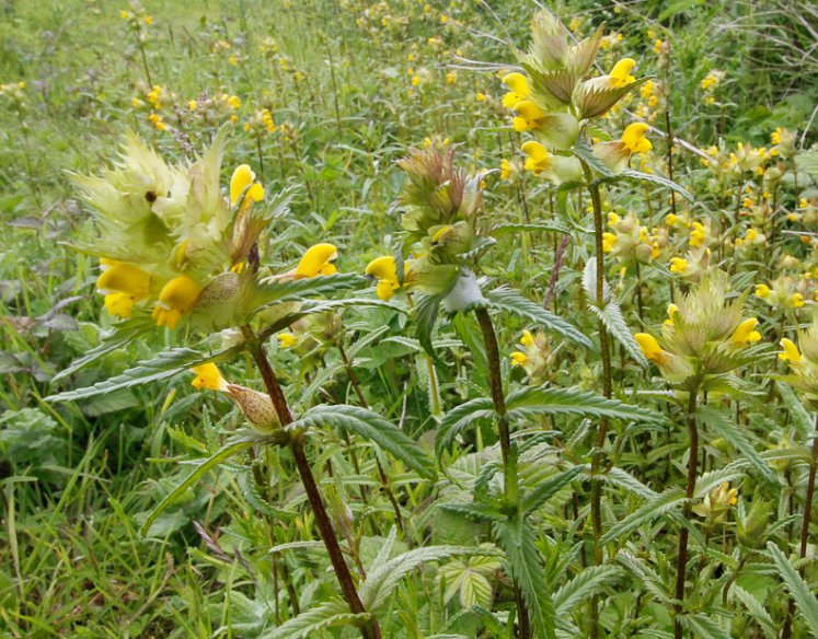 Yellow rattle in flower in a grassy meadow